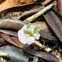 Cyphostigma pulchellum (Thwaites) Benth.